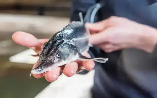 Størens bruges til caviar